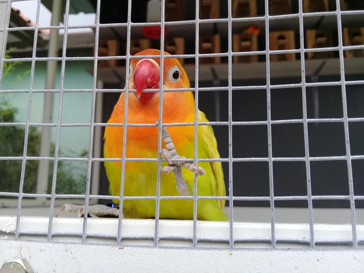 Wisma Lovebird Kalianget Eksteriør billede